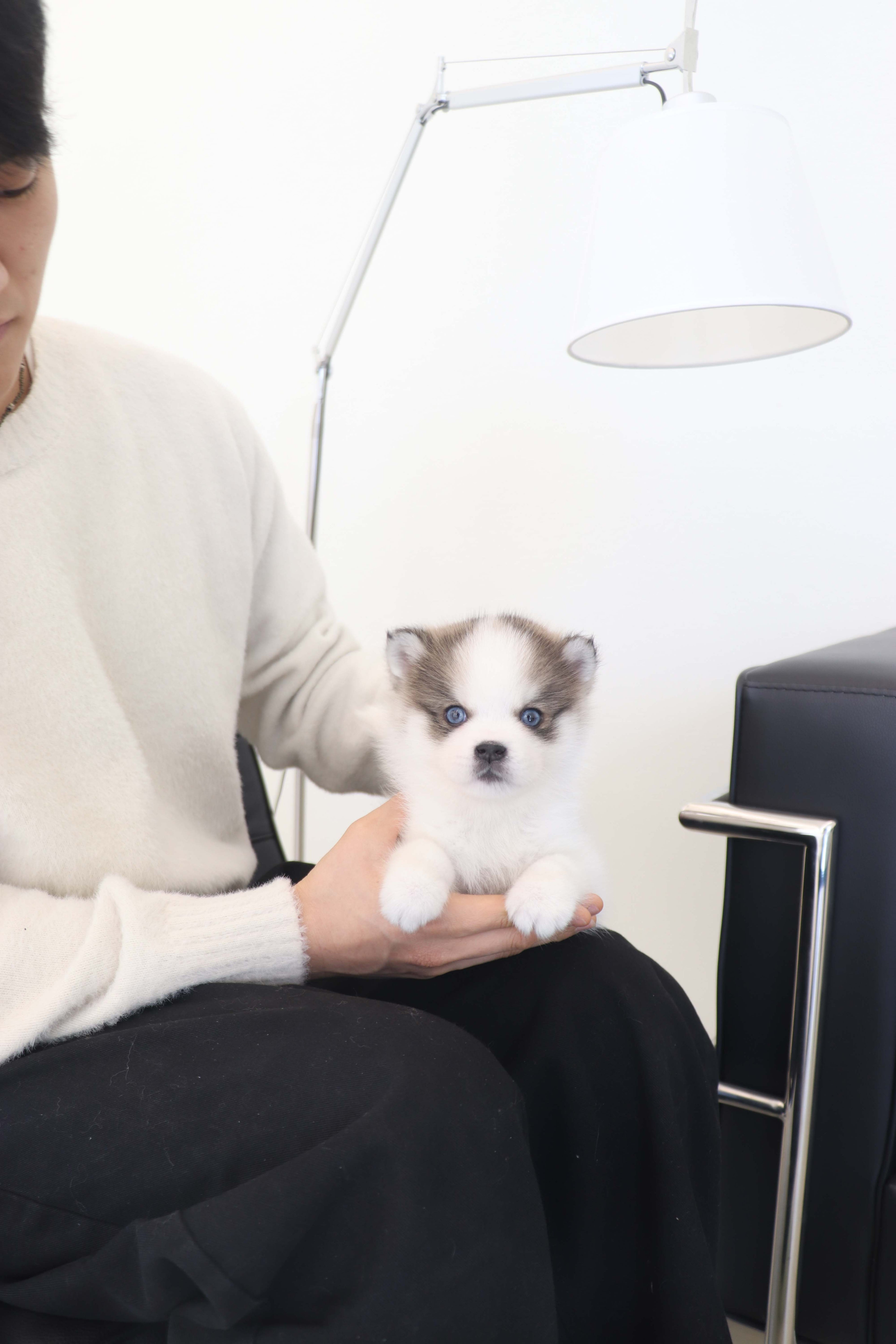 Wolfie - Pomsky F.