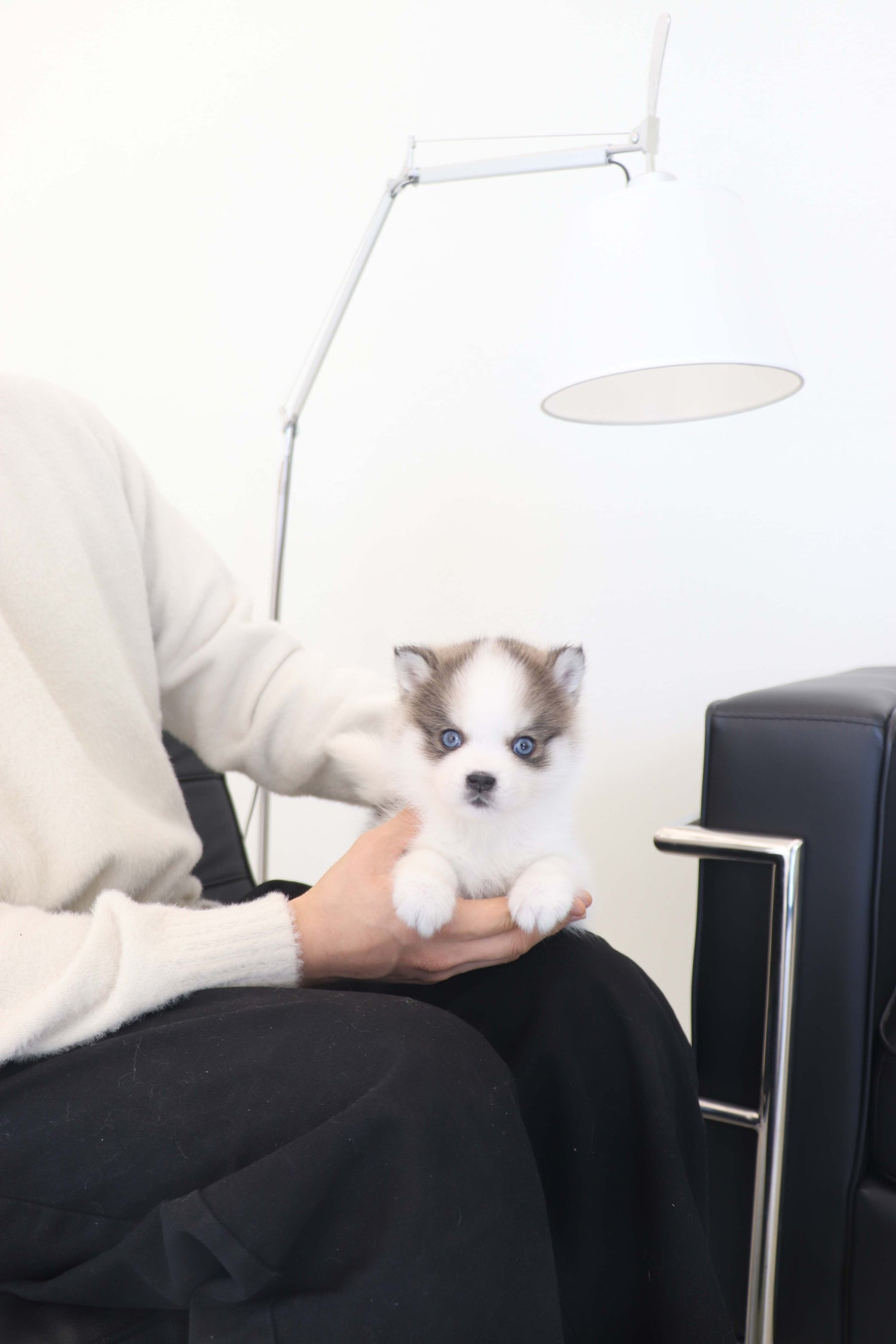 Wolfie - Pomsky F.