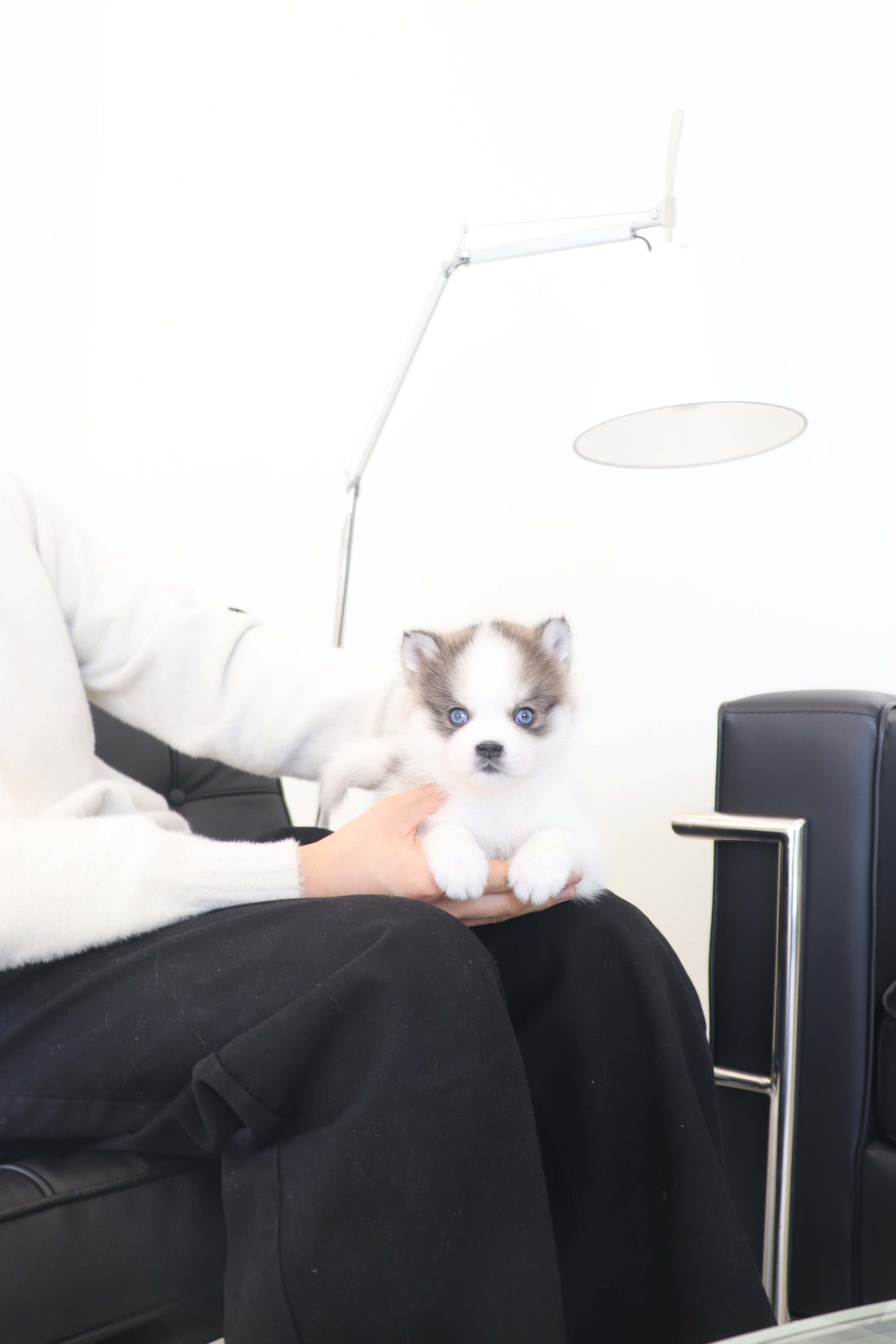 Wolfie - Pomsky F.