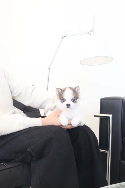 Wolfie - Pomsky F.