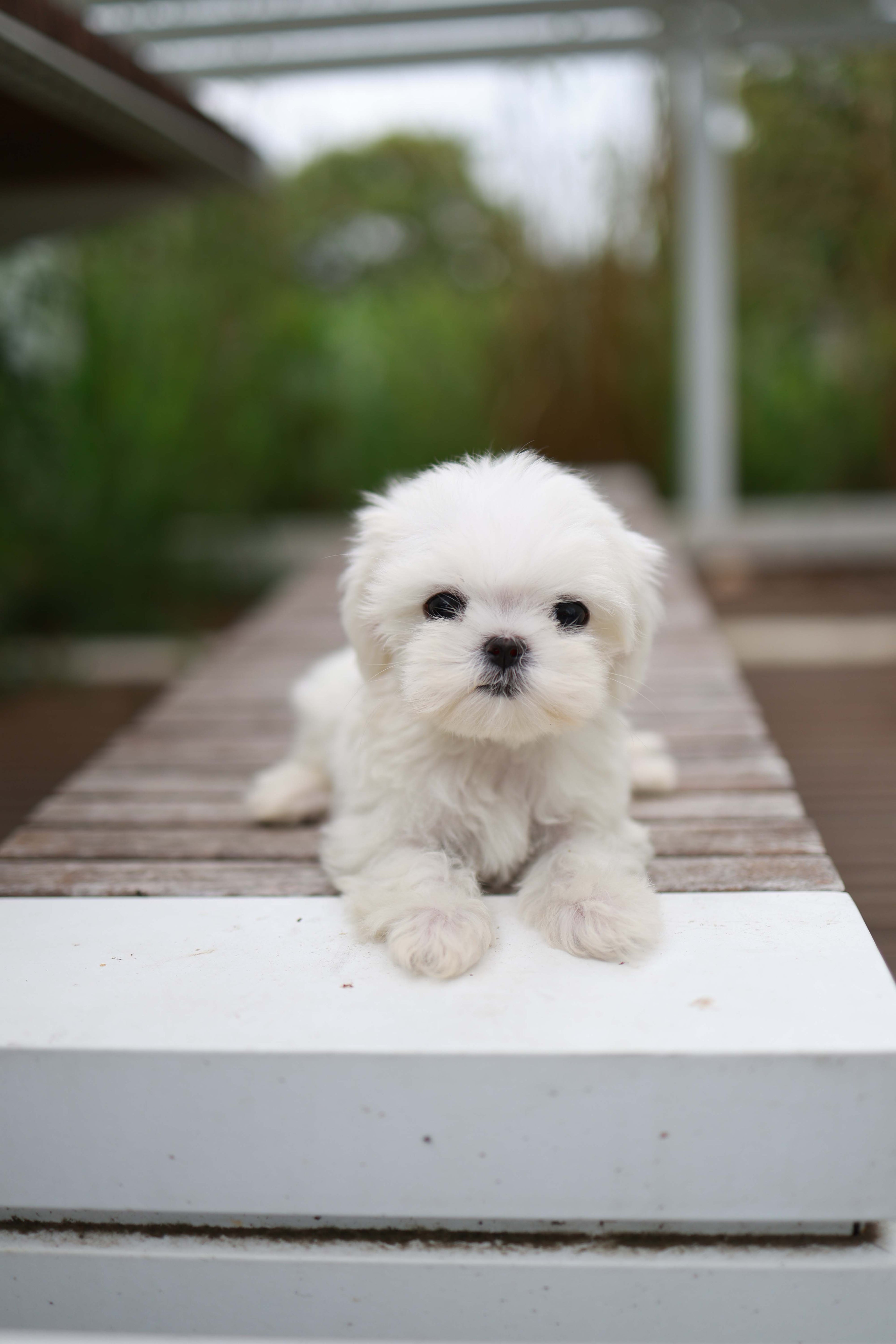 Pebbles - Maltese F.