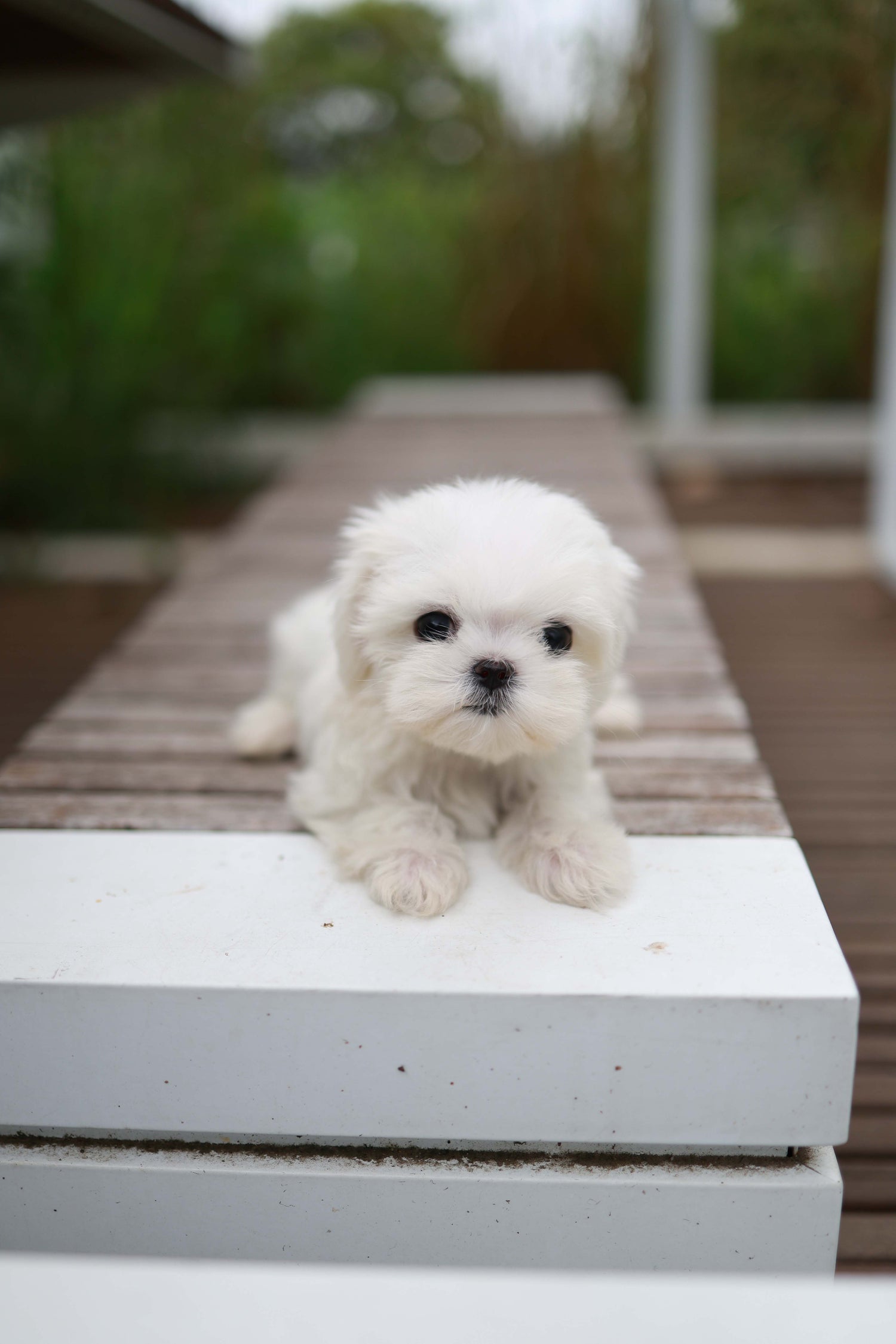 Pebbles - Maltese F.