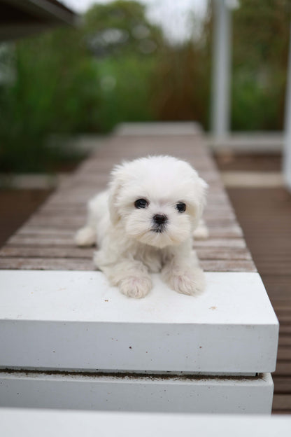 Pebbles - Maltese F.