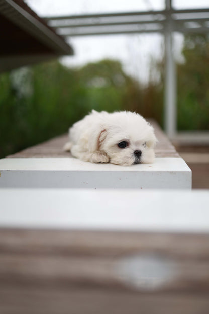 Pebbles - Maltese F.