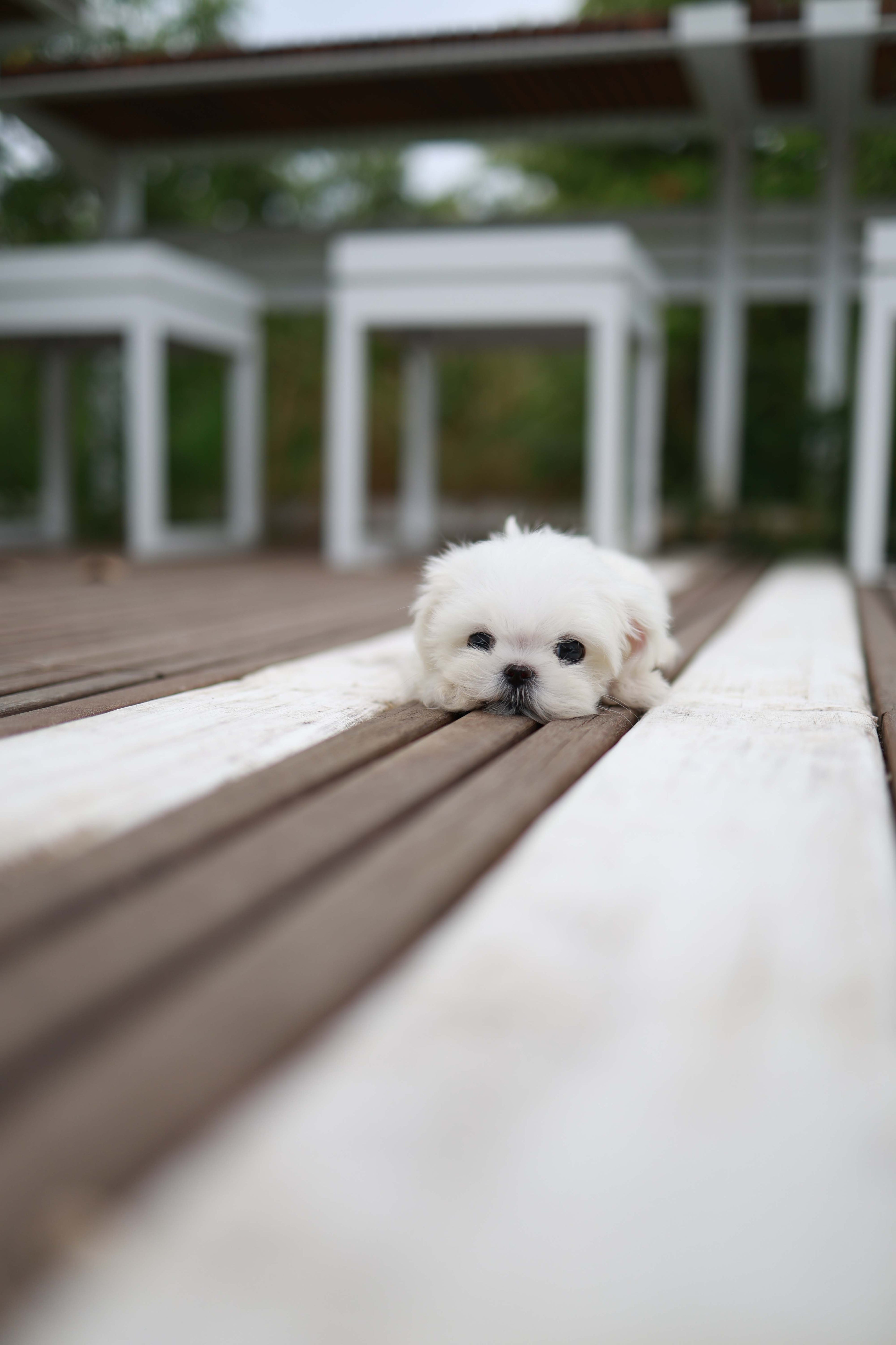 Pebbles - Maltese F.