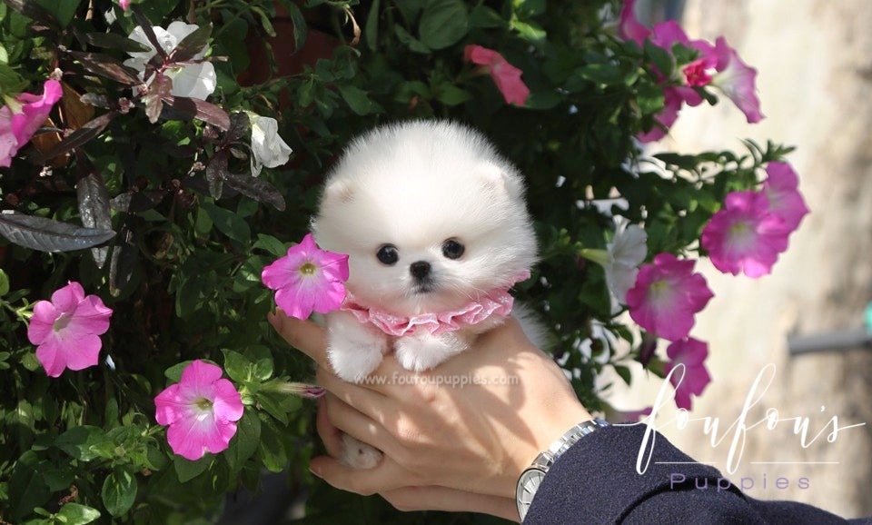 Kenzo - Pomeranian M.