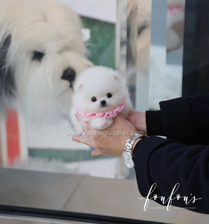 Kenzo - Pomeranian M.