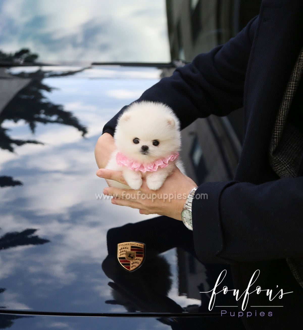 Kenzo - Pomeranian M.