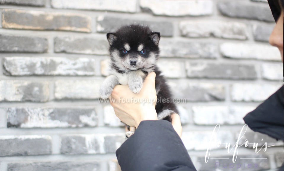 Sapphire - Pomsky F.