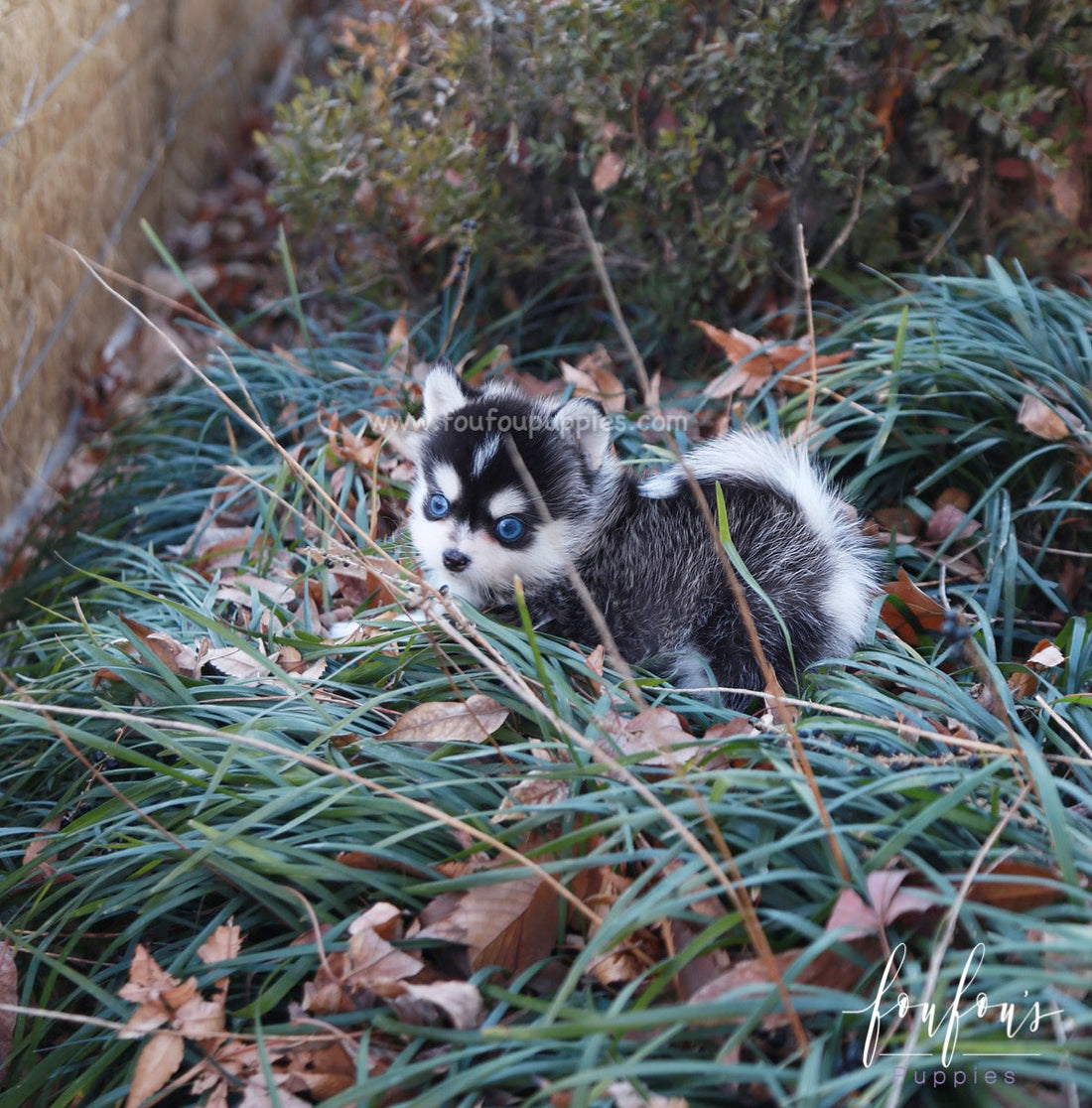 Zazu - Pomsky M.