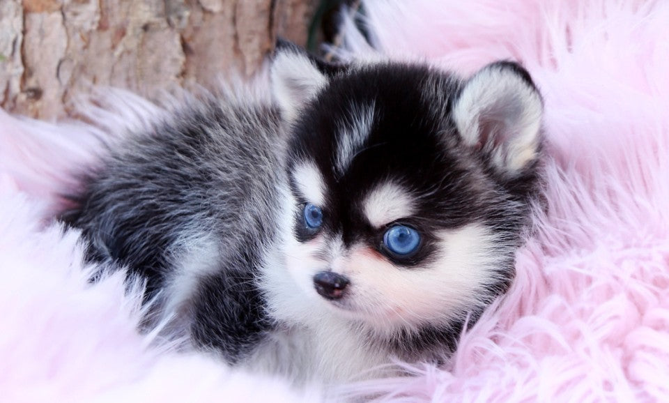 Zazu - Pomsky M.