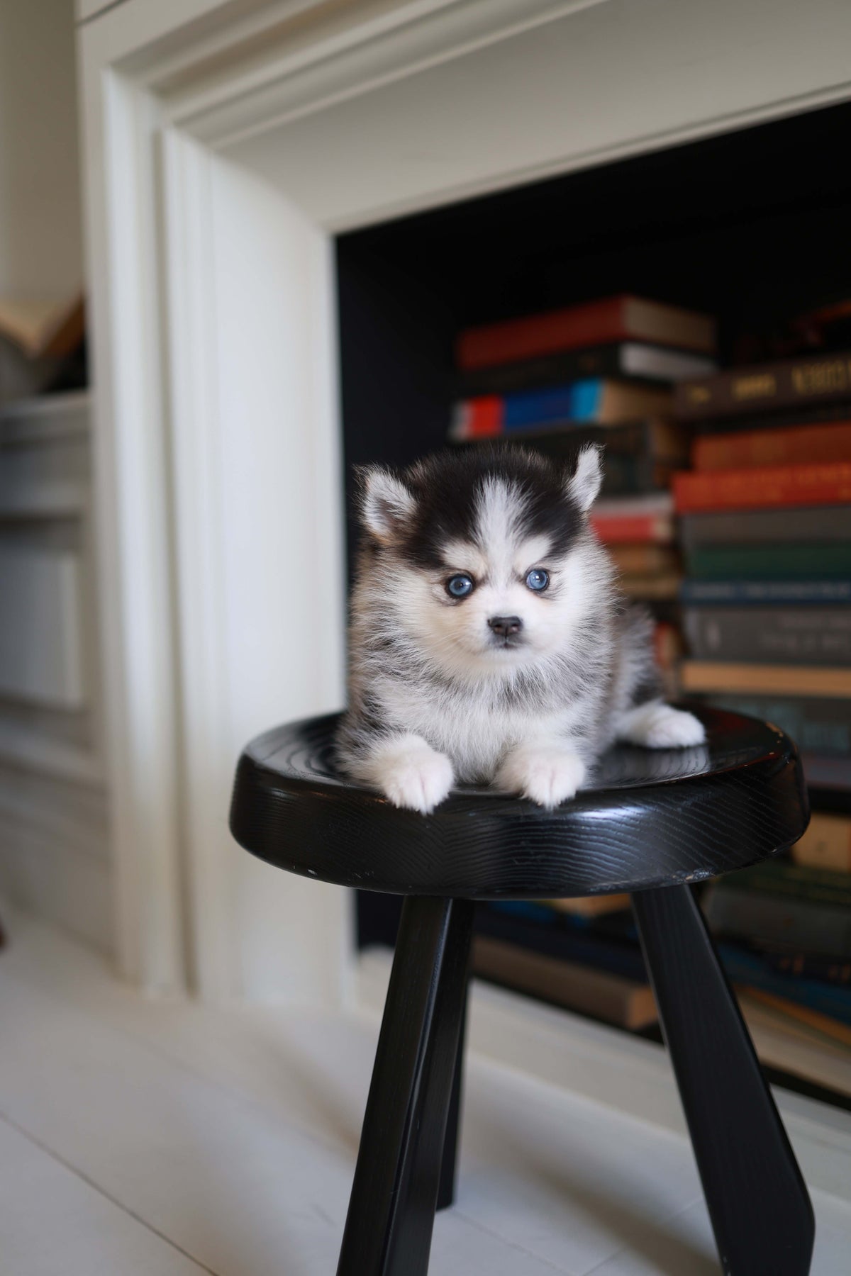 Azzur - Pomsky M.