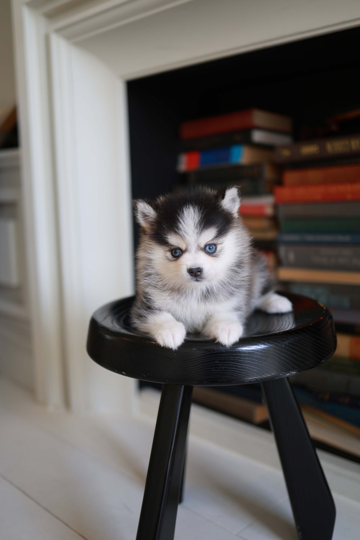 Azzur - Pomsky M.