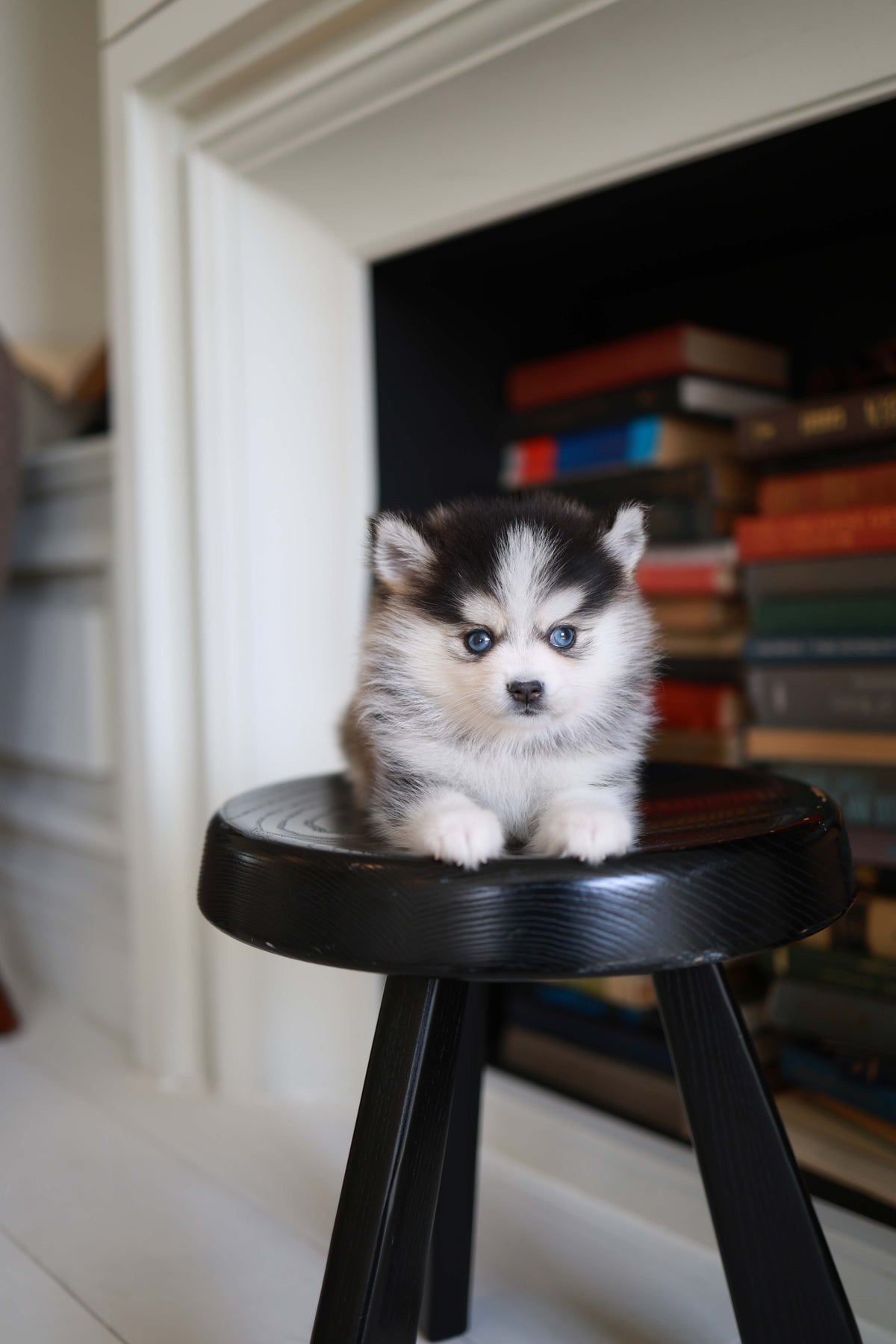 Azzur - Pomsky M.