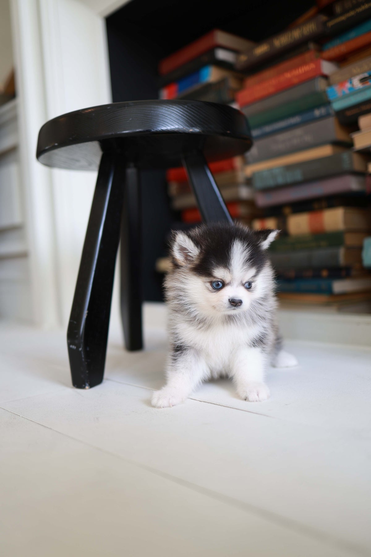 Azzur - Pomsky M.
