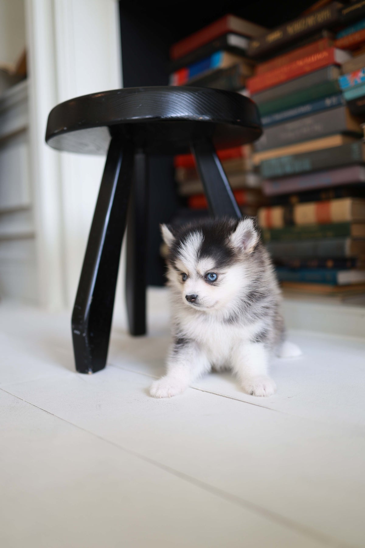 Azzur - Pomsky M.
