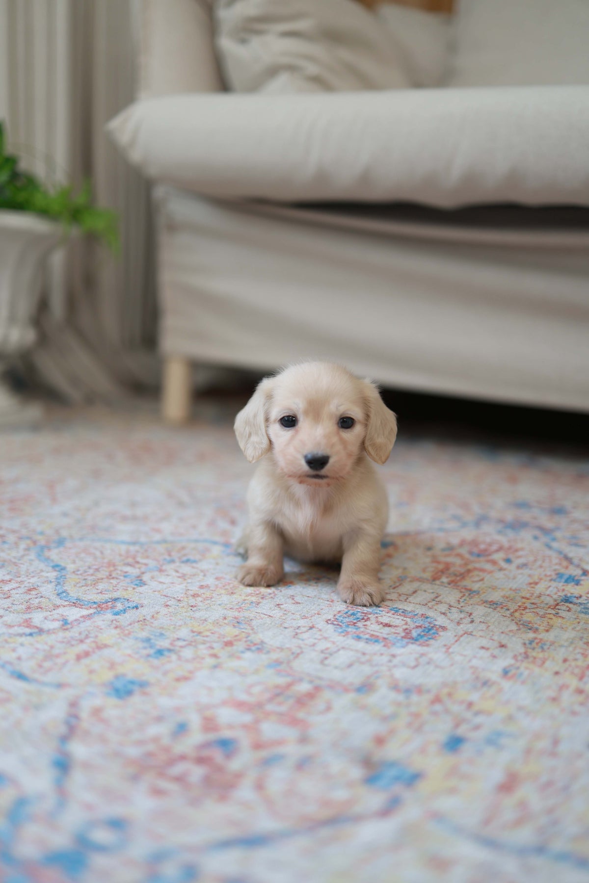 Eden - Dachshund F.