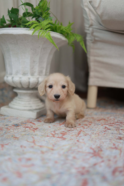 Eden - Dachshund F.