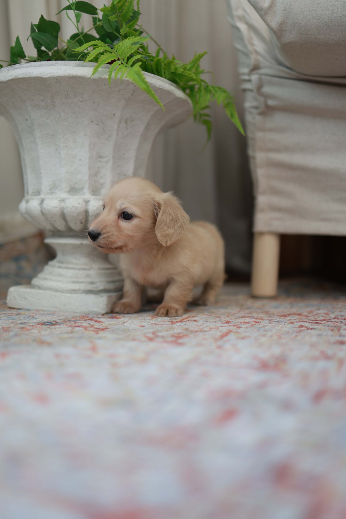 Eden - Dachshund F.