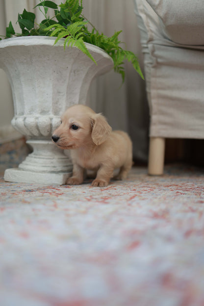 Eden - Dachshund F.