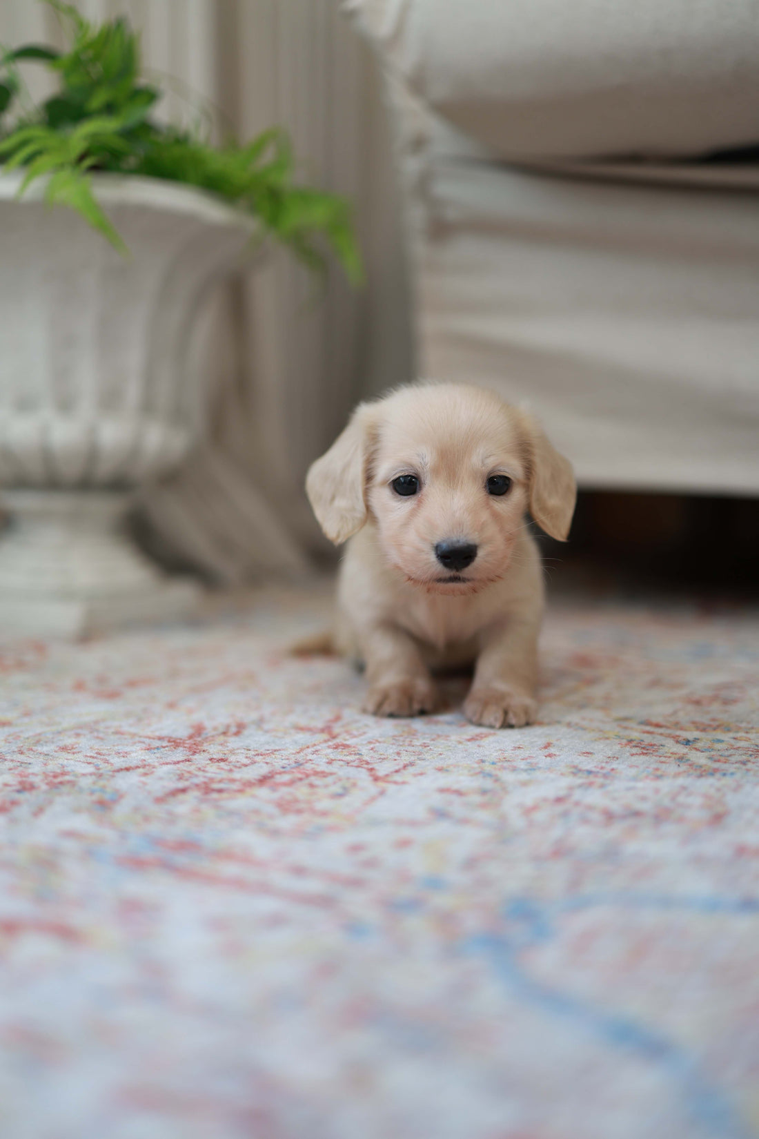 Eden - Dachshund F.