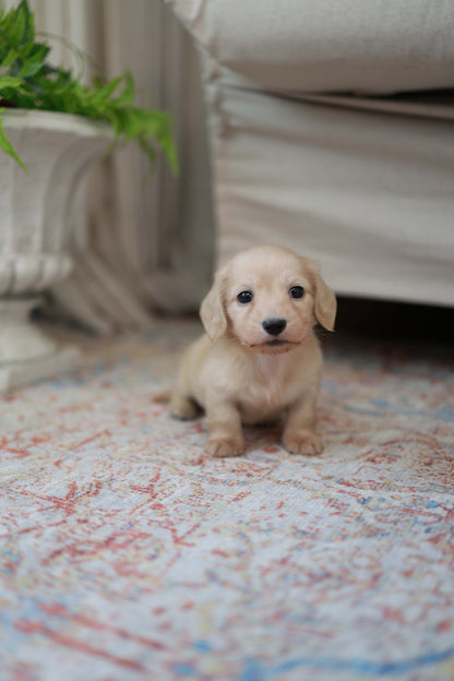 Eden - Dachshund F.