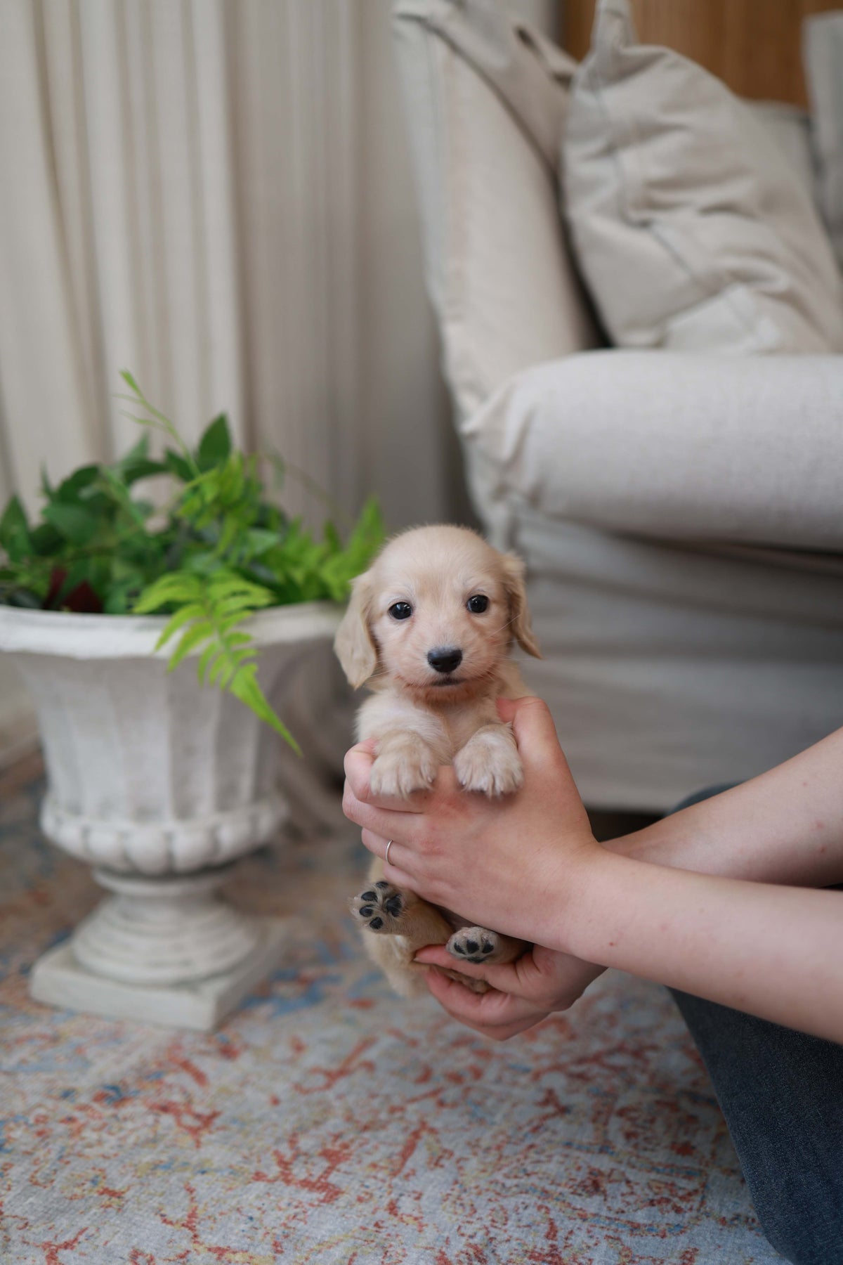 Eden - Dachshund F.