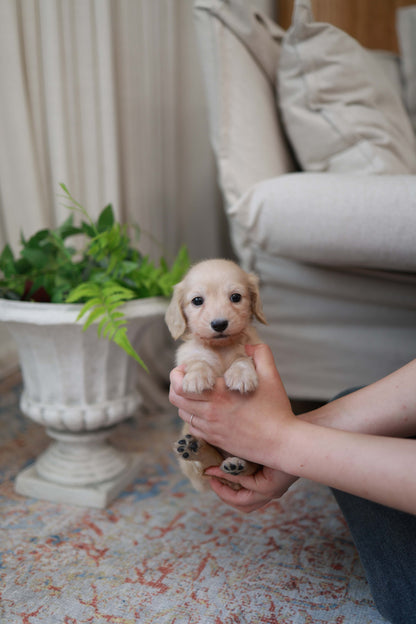 Eden - Dachshund F.