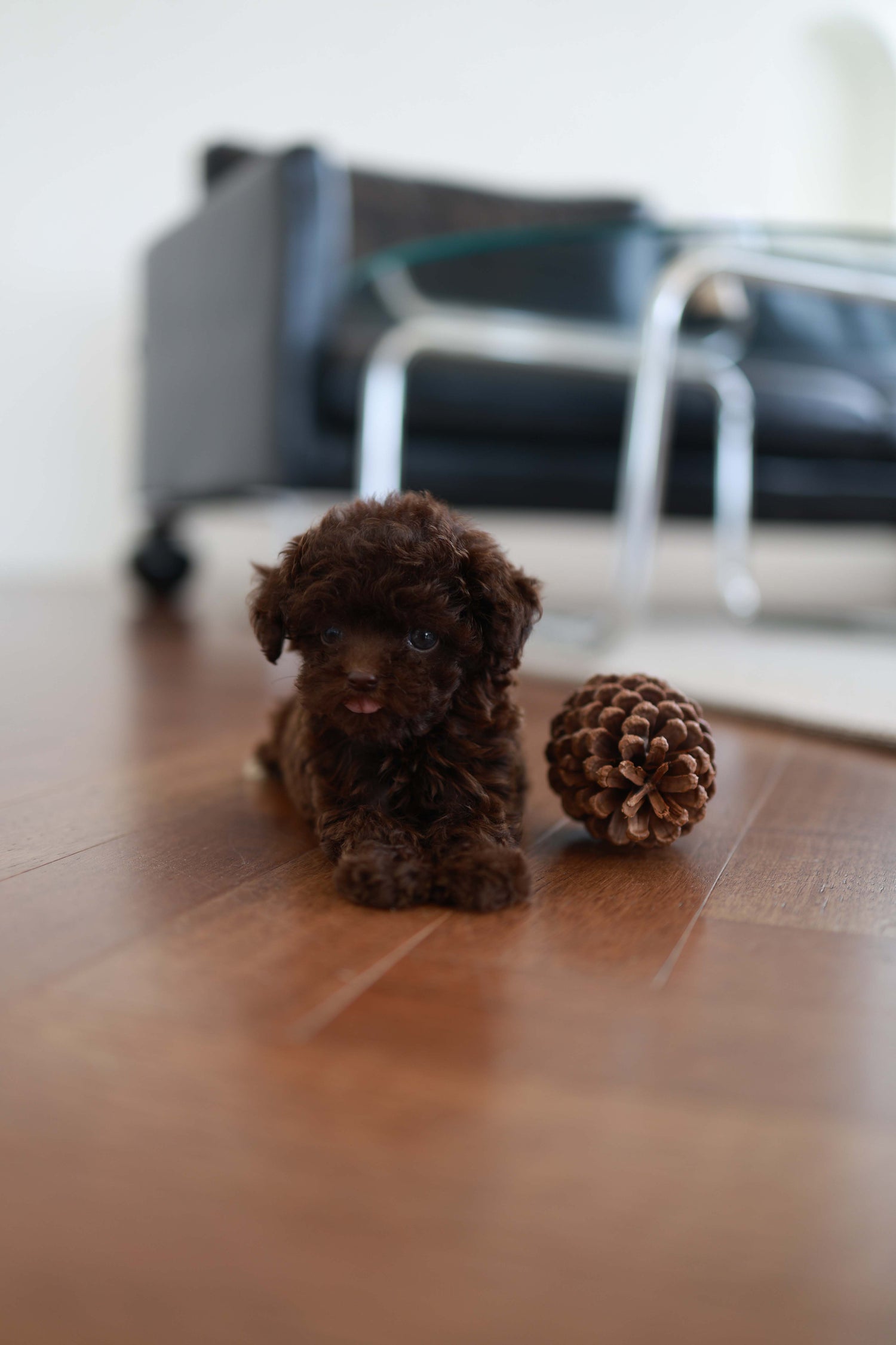 Patchi - Poodle F.