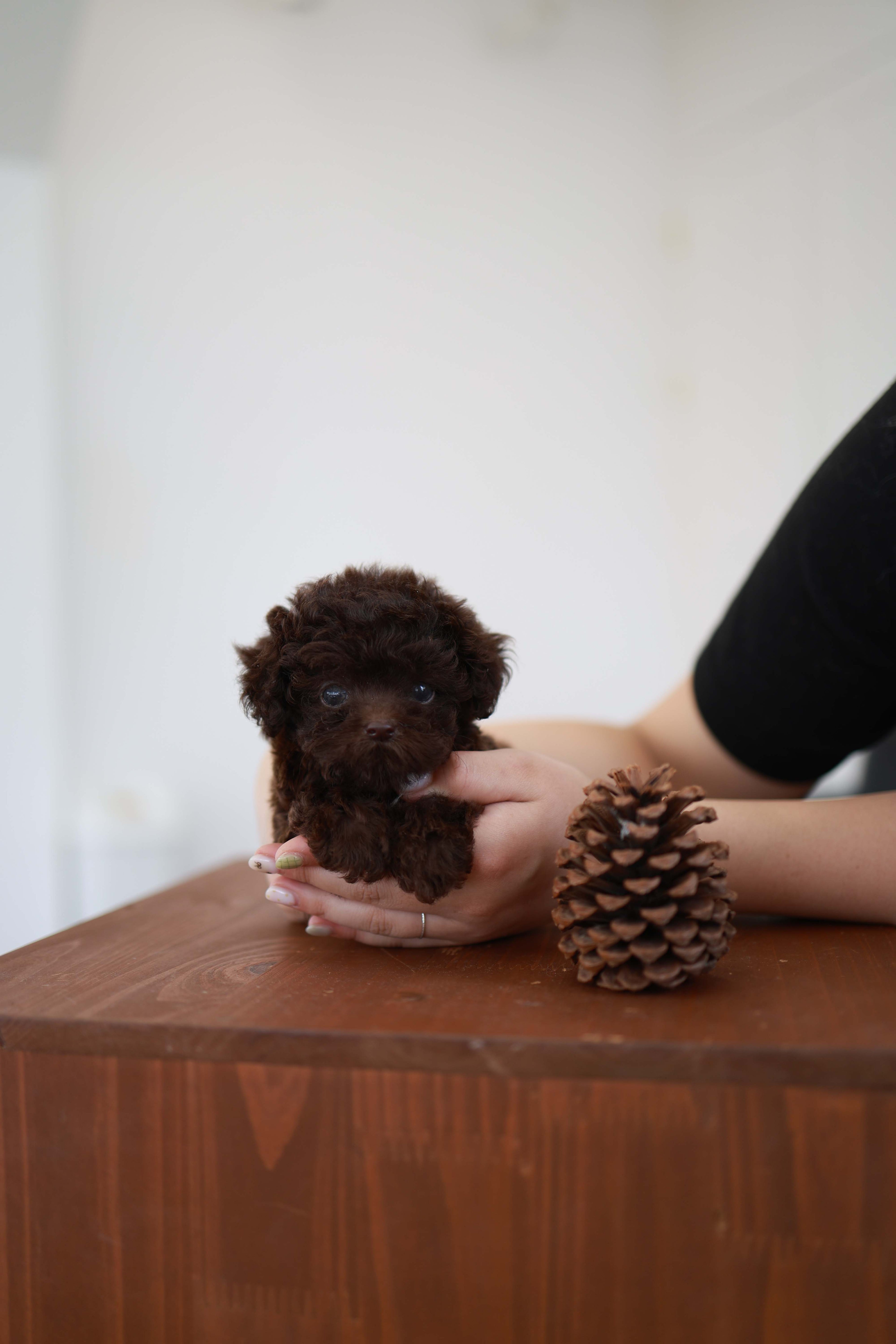 Patchi - Poodle F.