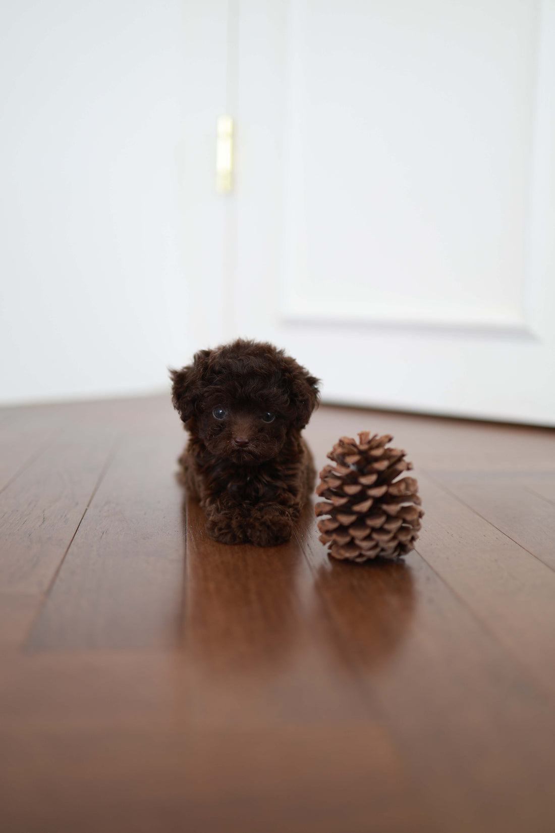 Patchi - Poodle F.