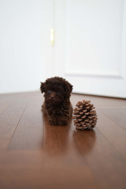 Patchi - Poodle F.