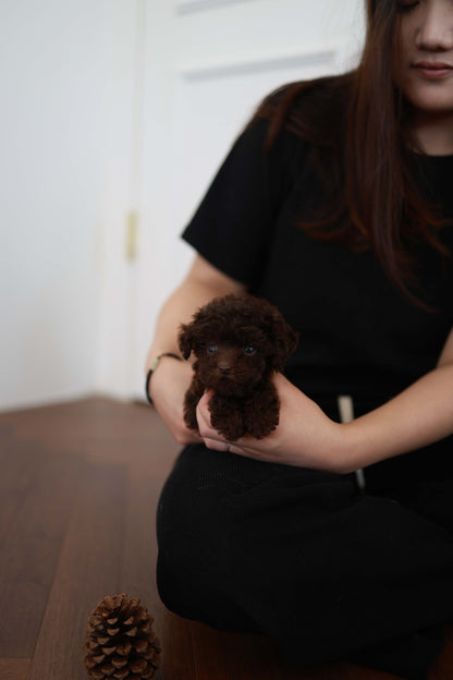 Patchi - Poodle F.