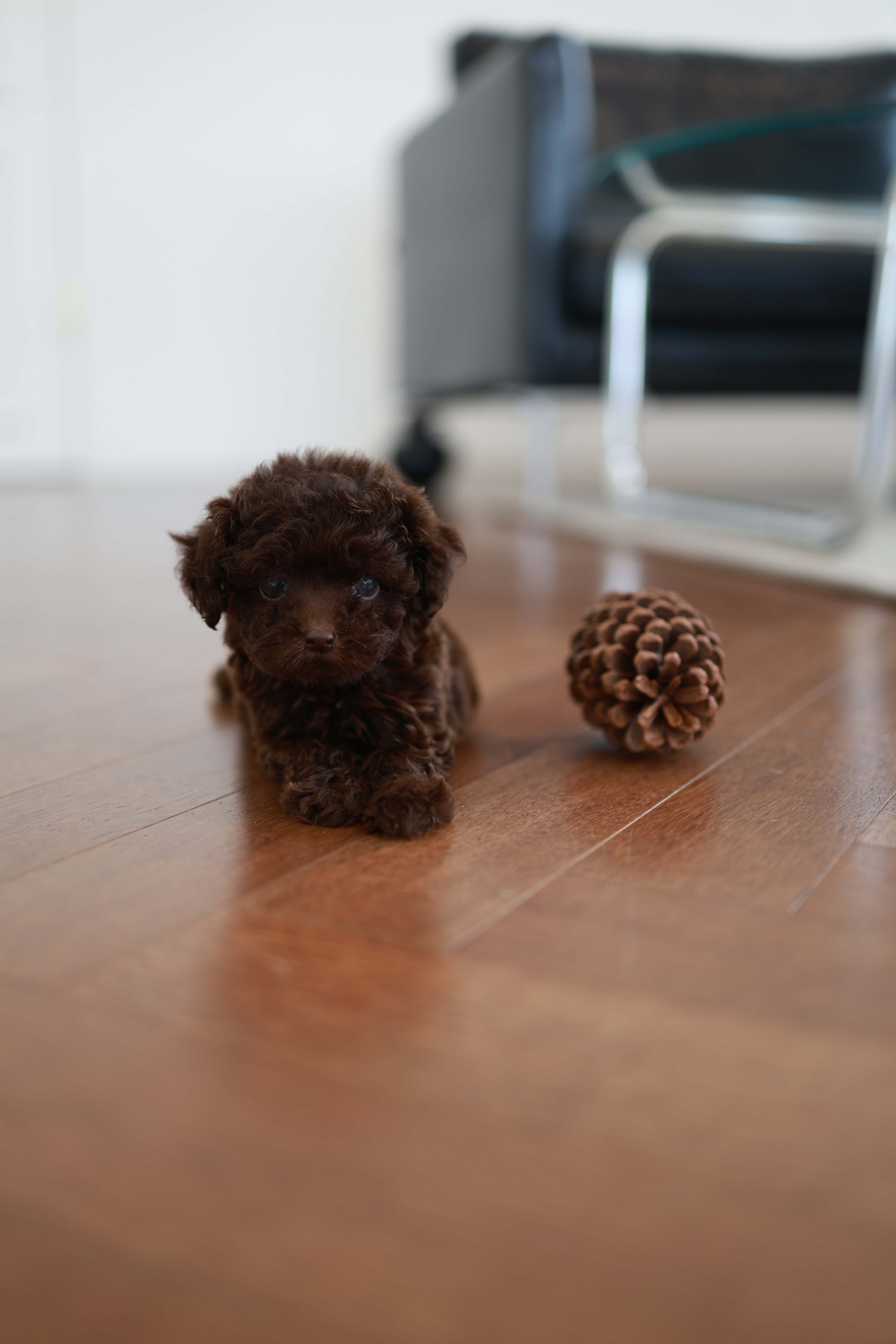 Patchi - Poodle F.