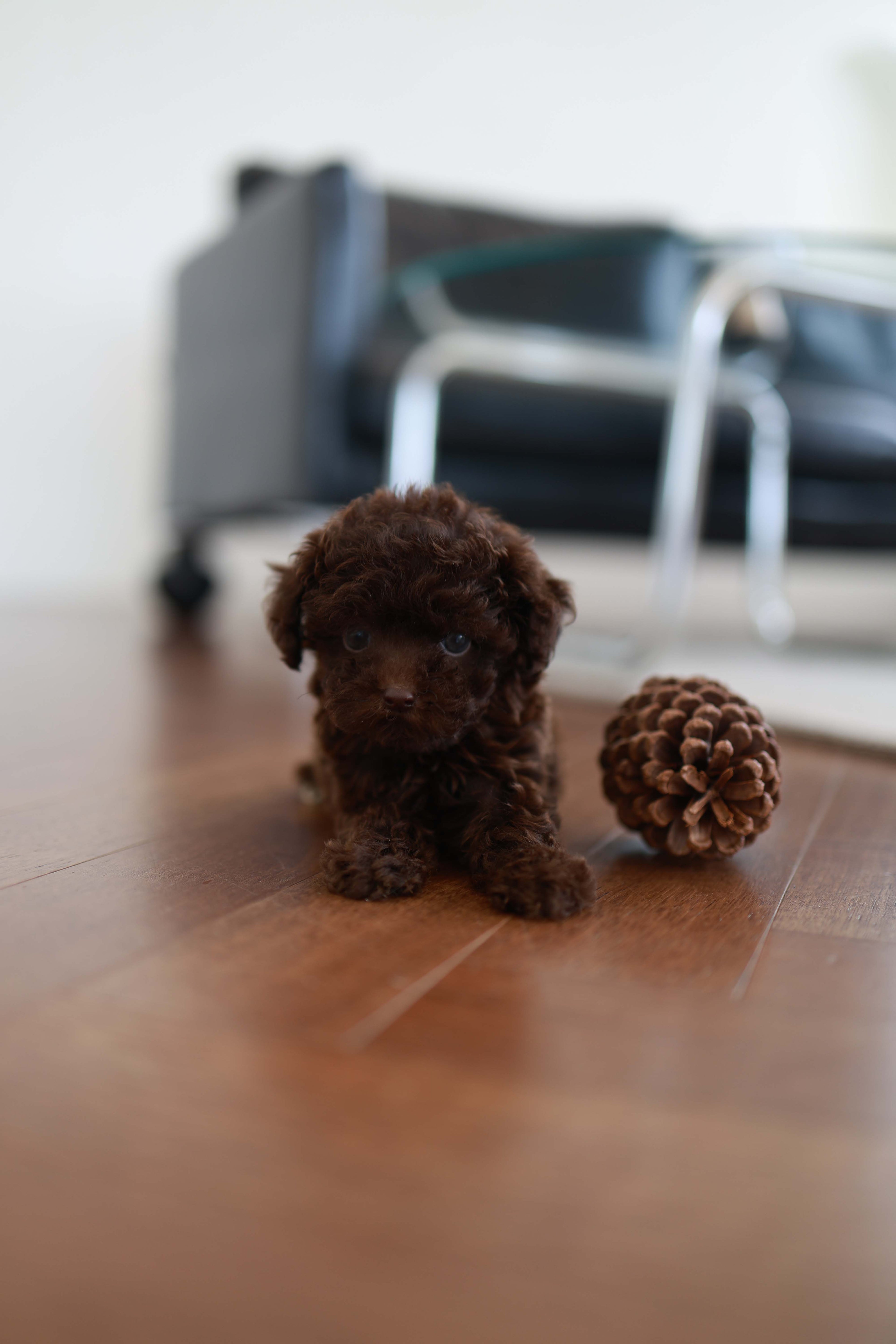 Patchi - Poodle F.