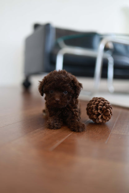 Patchi - Poodle F.