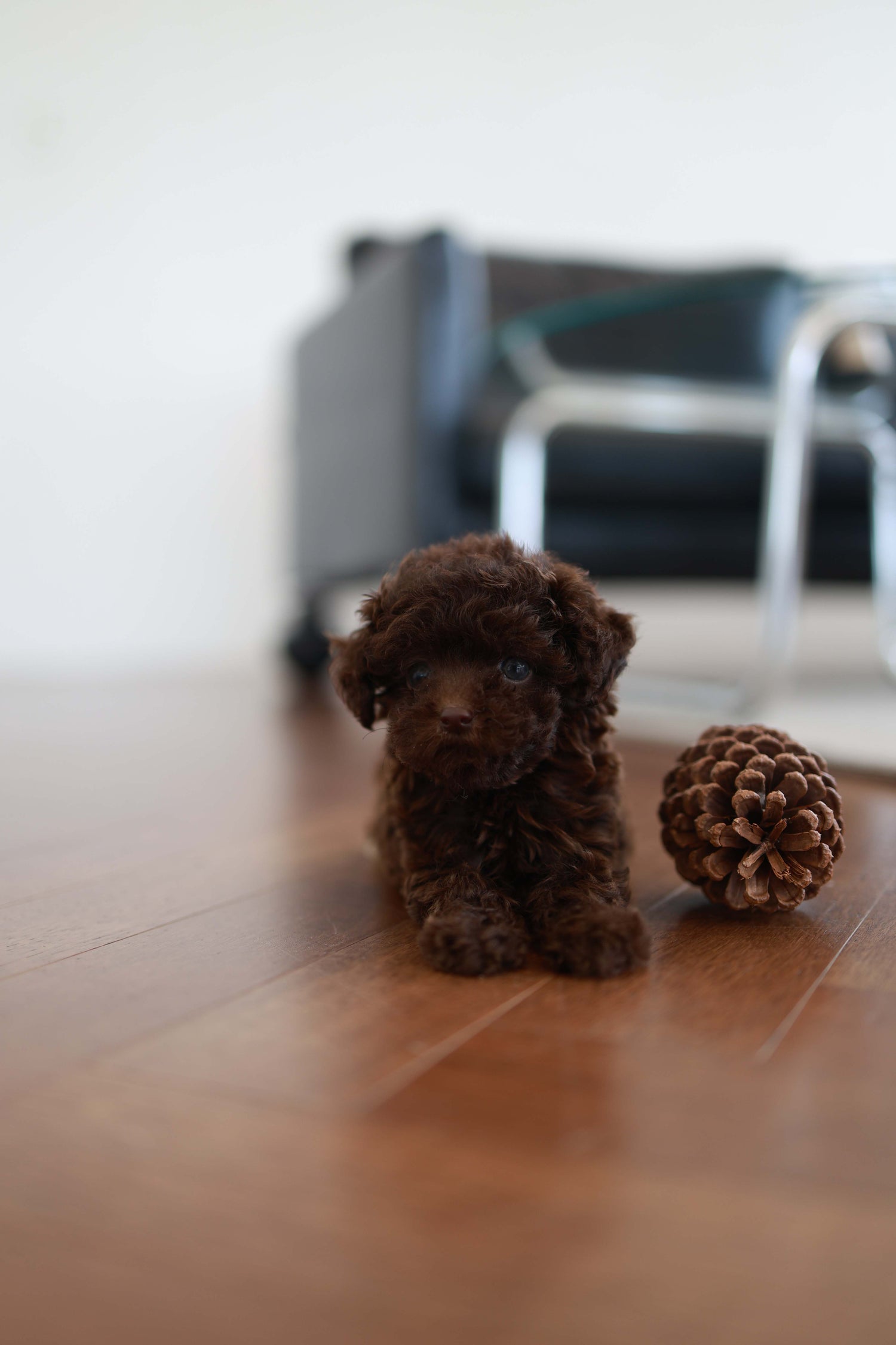 Patchi - Poodle F.