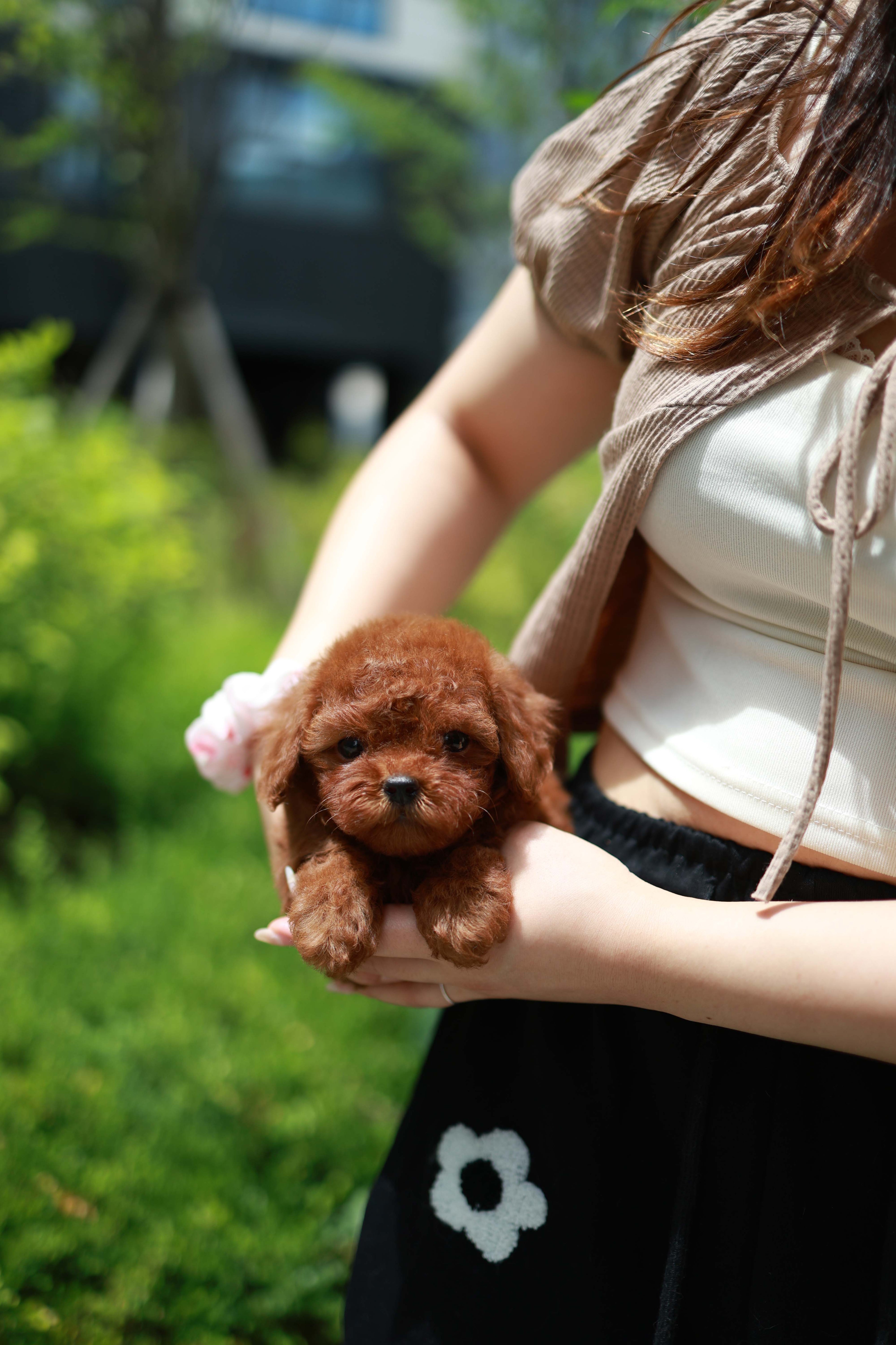 Lilly - Poodle F.