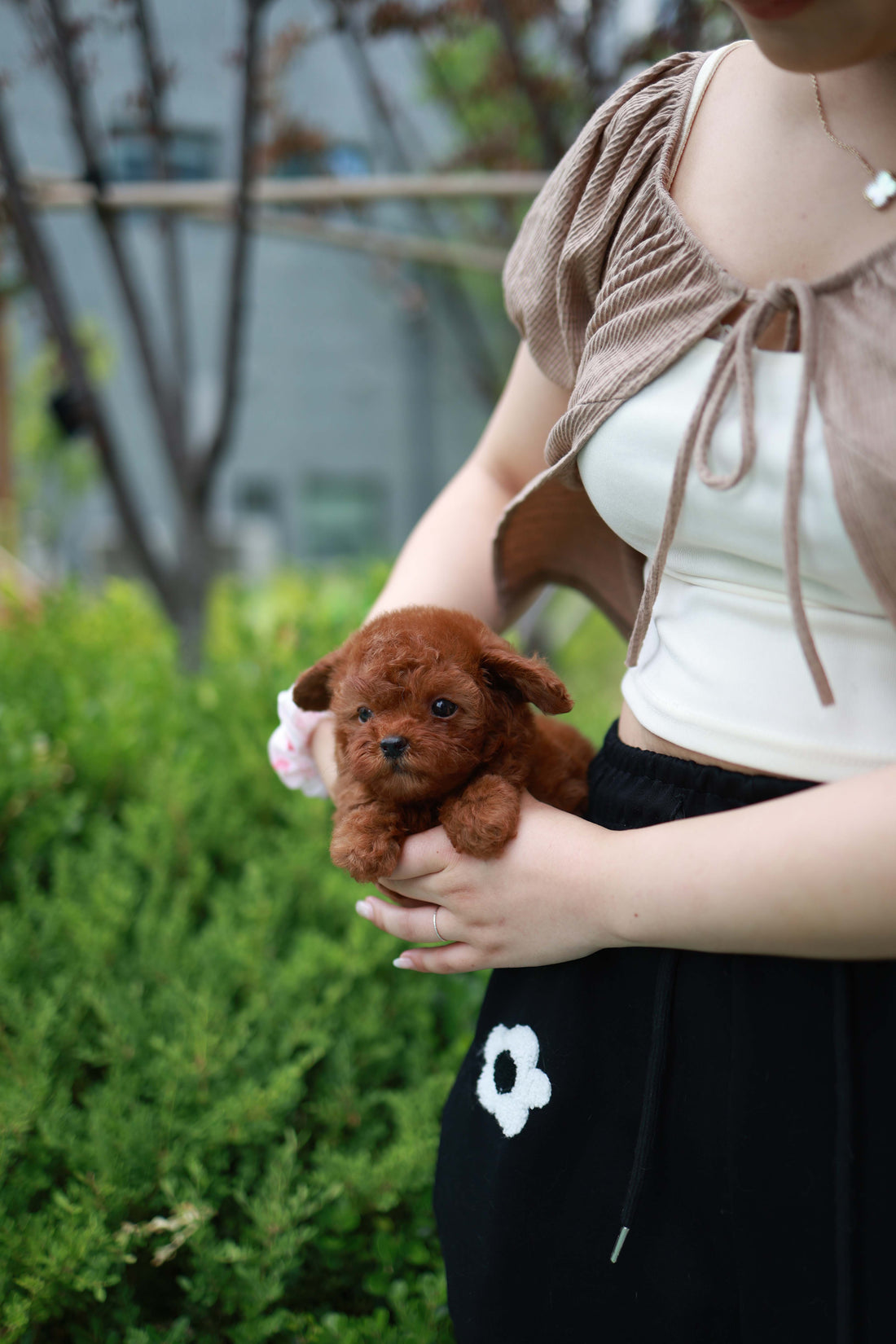 Lilly - Poodle F.