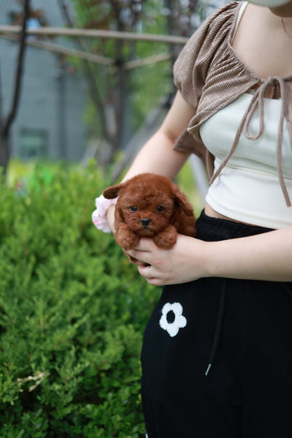 Lilly - Poodle F.