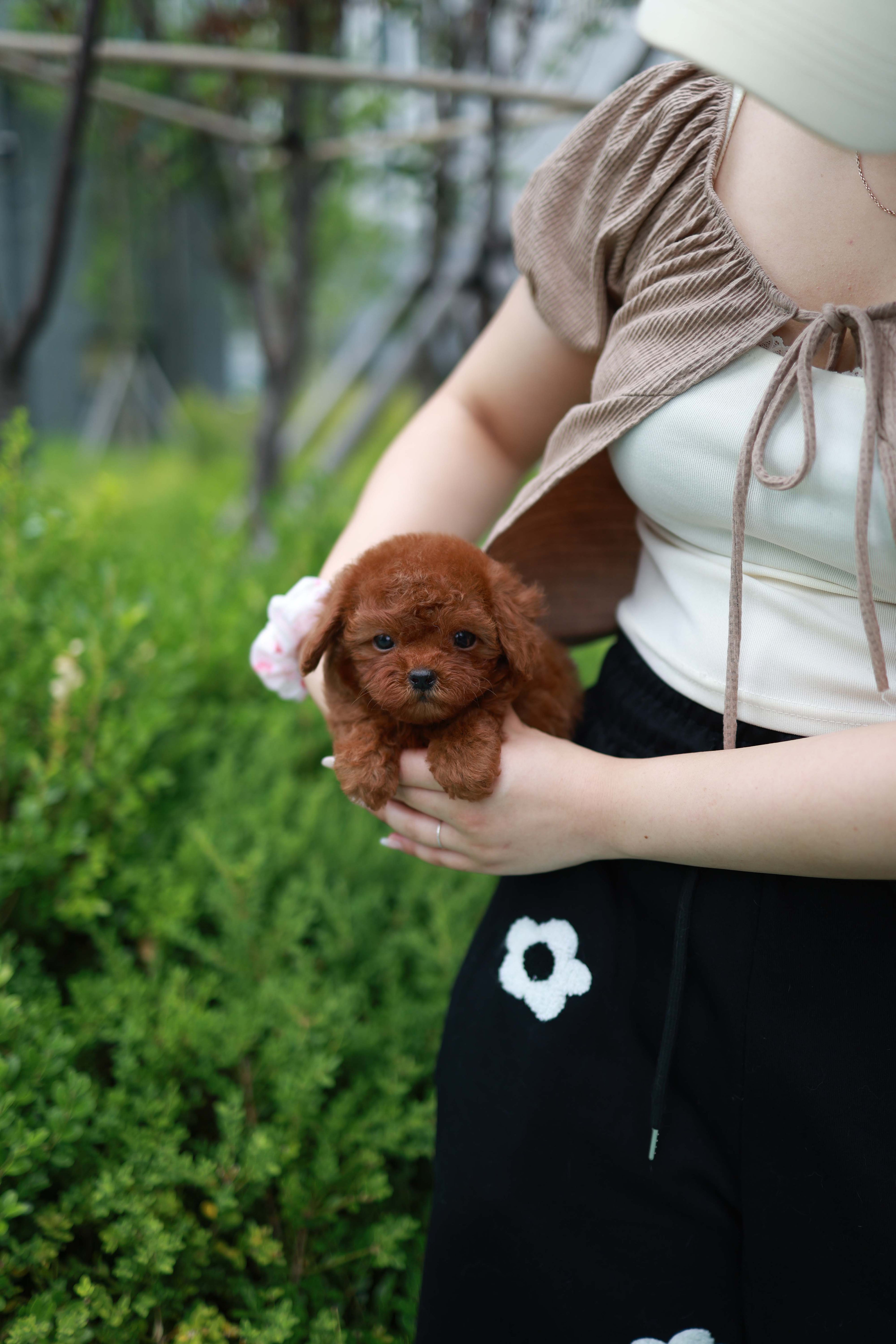 Lilly - Poodle F.