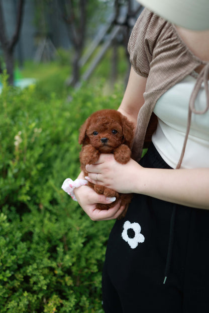 Lilly - Poodle F.