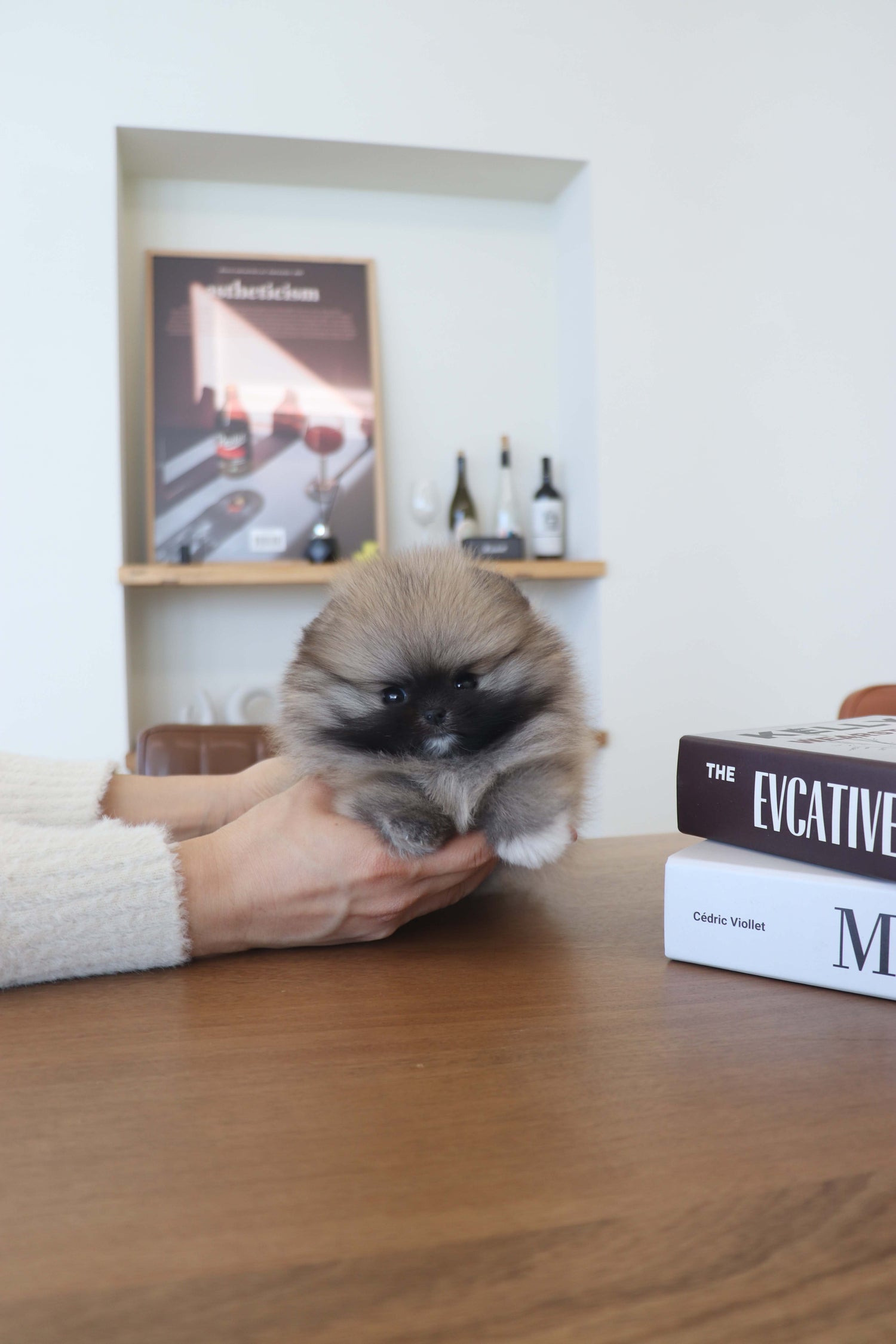 Tiara - Pomeranian F.