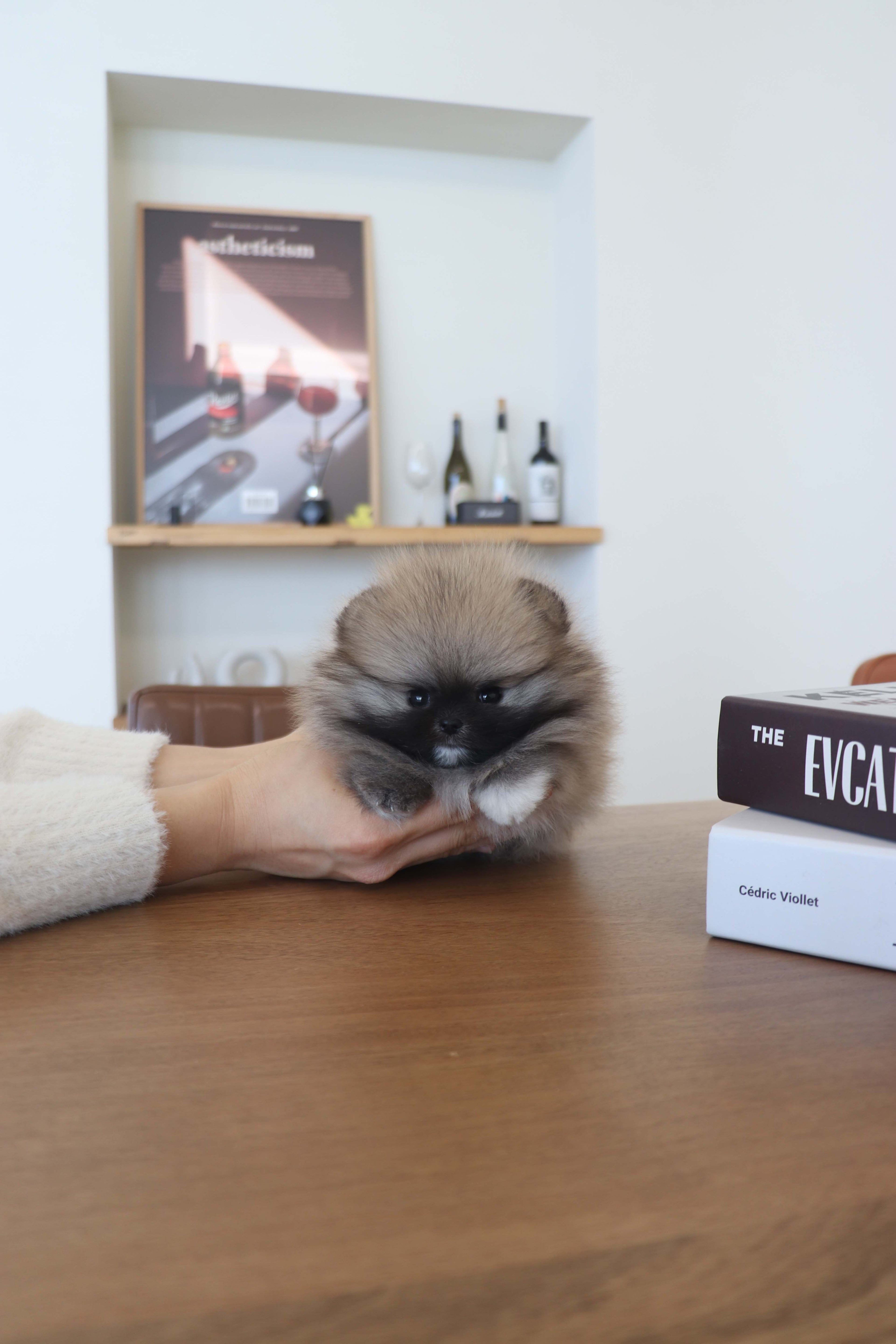 Tiara - Pomeranian F.