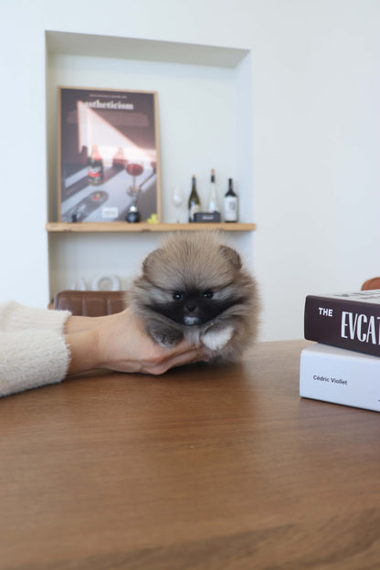 Tiara - Pomeranian F.