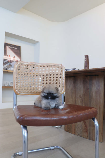 Tiara - Pomeranian F.