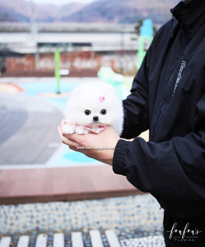 Gidget - Pomeranian F.