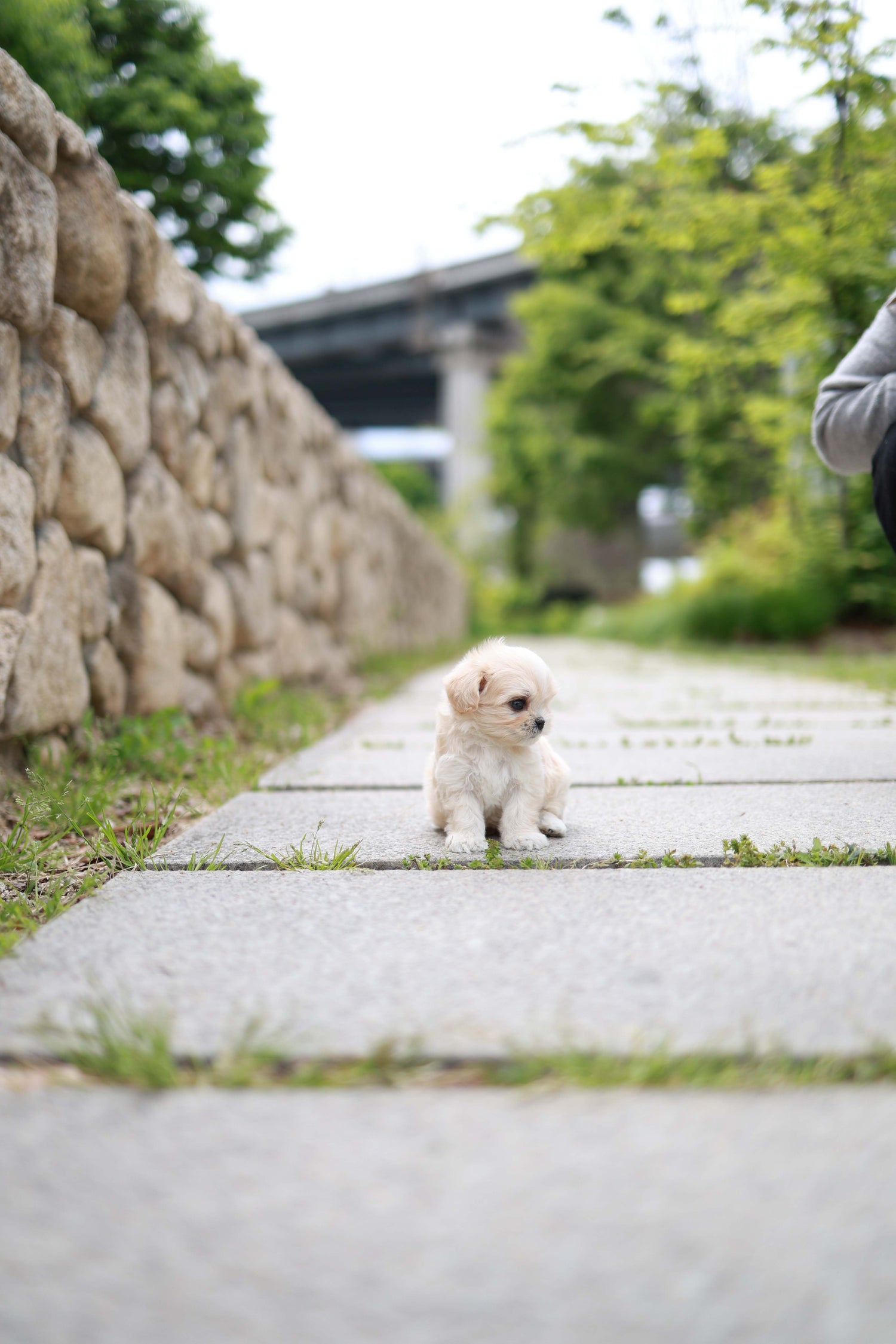 Small dog standing on a stone path with a blurred background
