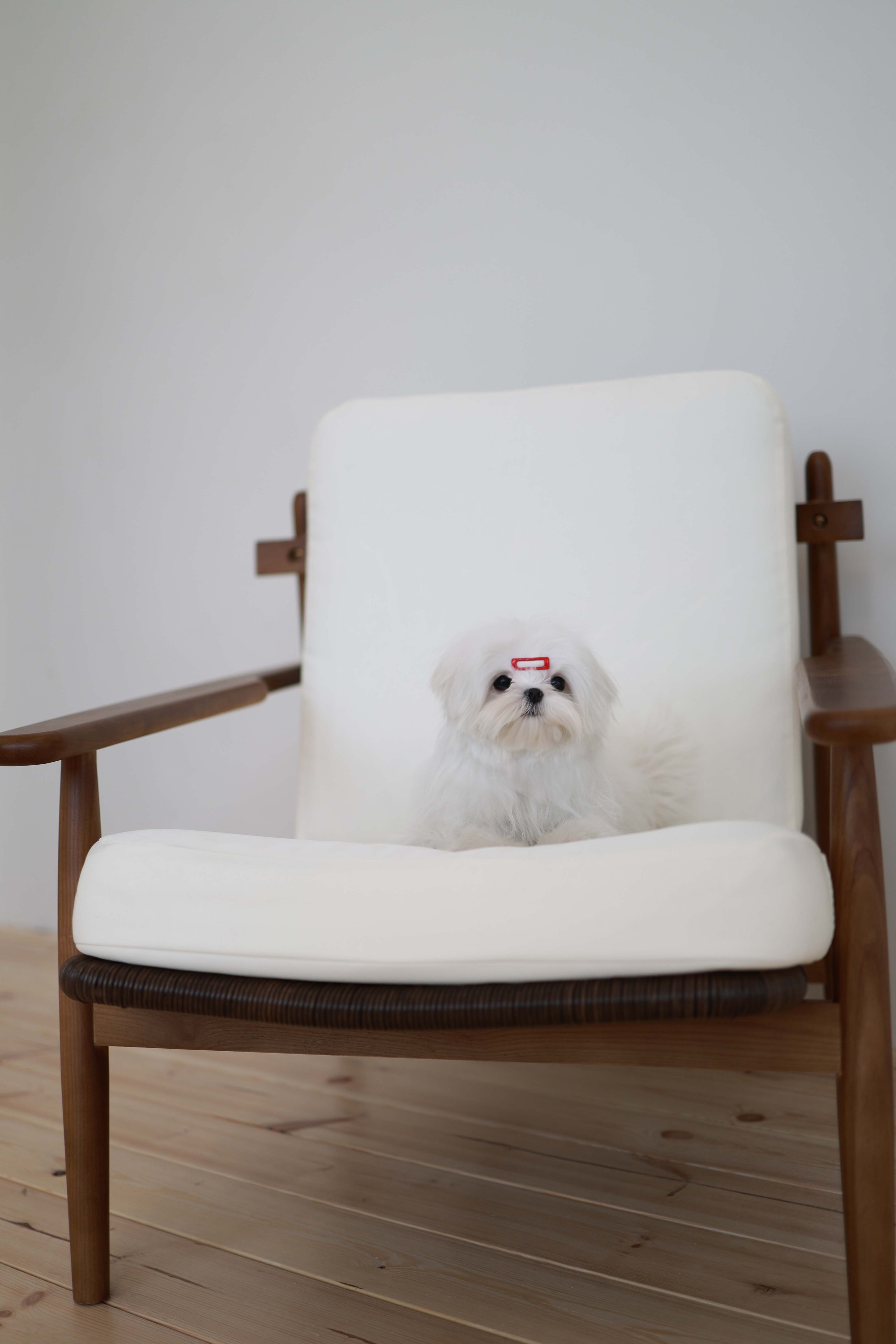 Winnie - Maltese F.