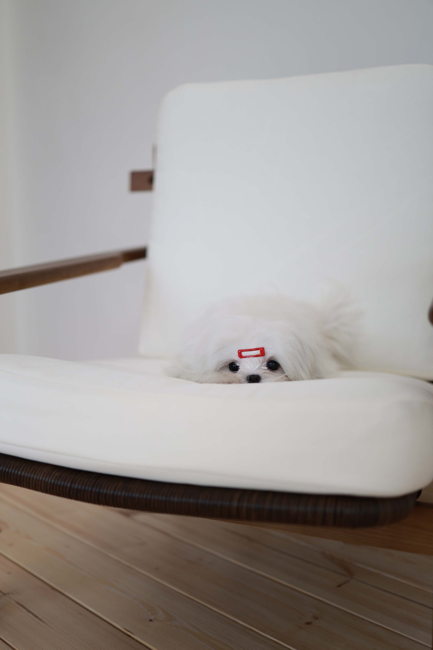 Winnie - Maltese F.